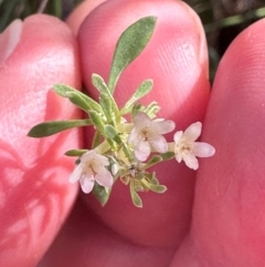 Poranthera microphylla at Brindabella, ACT - 2 Feb 2024 04:44 PM