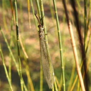 Myrmeleon acer at Kambah, ACT - 2 Feb 2024