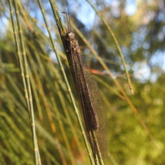 Myrmeleon acer at Kambah, ACT - 2 Feb 2024