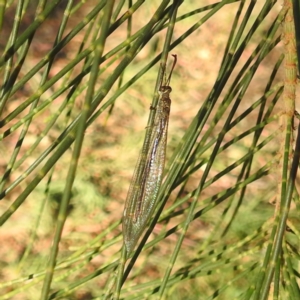 Myrmeleon acer at Kambah, ACT - 2 Feb 2024