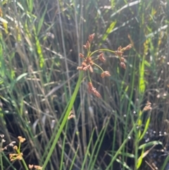 Schoenoplectus validus (River Club-rush) at Bendoura, NSW - 2 Feb 2024 by JaneR