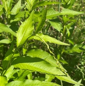 Persicaria hydropiper at QPRC LGA - 2 Feb 2024