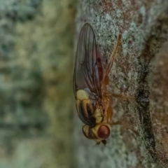 Chloropidae (family) (Frit fly) at Higgins Woodland - 29 Dec 2023 by Untidy