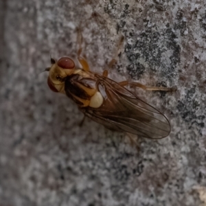 Chloropidae (family) at Higgins Woodland - 29 Dec 2023 04:06 PM