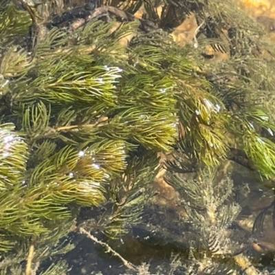 Myriophyllum verrucosum (Red Water-milfoil) at Bendoura, NSW - 2 Feb 2024 by JaneR