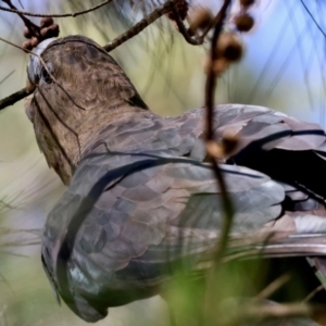 Calyptorhynchus lathami lathami at Moruya, NSW - suppressed