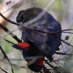 Calyptorhynchus lathami lathami at Moruya, NSW - suppressed