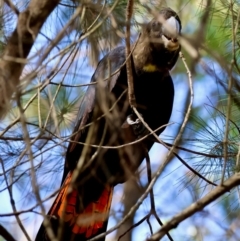 Calyptorhynchus lathami lathami at Moruya, NSW - 2 Feb 2024