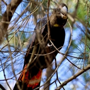 Calyptorhynchus lathami at Moruya, NSW - 2 Feb 2024