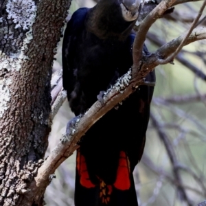 Calyptorhynchus lathami lathami at Moruya, NSW - 2 Feb 2024