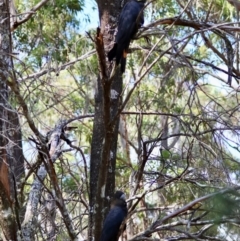 Calyptorhynchus lathami lathami at Moruya, NSW - suppressed