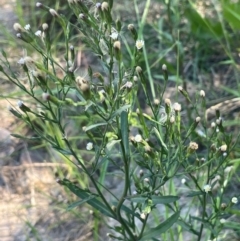 Symphyotrichum subulatum (Wild Aster, Bushy Starwort) at Bendoura, NSW - 2 Feb 2024 by JaneR