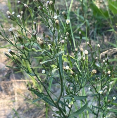 Symphyotrichum subulatum (Wild Aster, Bushy Starwort) at QPRC LGA - 2 Feb 2024 by JaneR