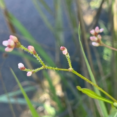 Persicaria praetermissa (Spotted Knotweed) at QPRC LGA - 2 Feb 2024 by JaneR