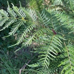 Pteridium esculentum (Bracken) at QPRC LGA - 2 Feb 2024 by JaneR