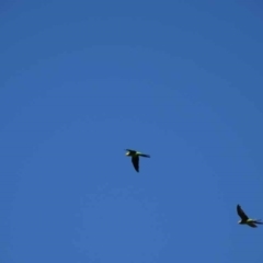 Polytelis swainsonii (Superb Parrot) at Watson, ACT - 2 Feb 2024 by AniseStar