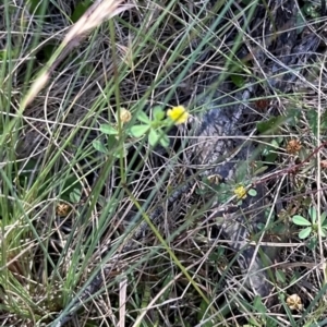 Trifolium dubium at Brindabella, ACT - 2 Feb 2024