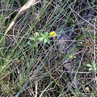 Trifolium dubium (Yellow Suckling Clover) at Brindabella, ACT - 2 Feb 2024 by lbradley