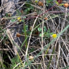 Trifolium dubium at Brindabella, ACT - 2 Feb 2024