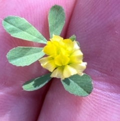 Trifolium dubium at Brindabella, ACT - 2 Feb 2024 04:40 PM