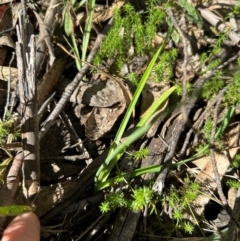 Arthropodium milleflorum at Namadgi National Park - 2 Feb 2024