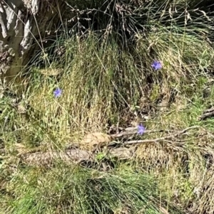 Wahlenbergia sp. at Brindabella, ACT - 2 Feb 2024 04:34 PM