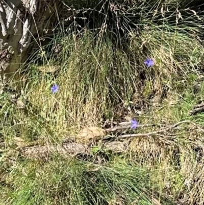 Wahlenbergia sp. (Bluebell) at Brindabella, ACT - 2 Feb 2024 by lbradley
