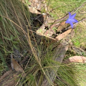 Wahlenbergia sp. at Brindabella, ACT - 2 Feb 2024 04:34 PM