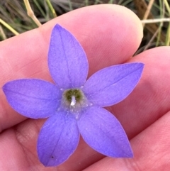 Wahlenbergia sp. at Brindabella, ACT - 2 Feb 2024