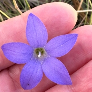 Wahlenbergia sp. at Brindabella, ACT - 2 Feb 2024 04:34 PM