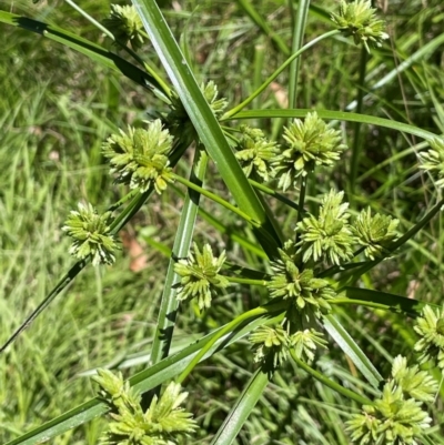 Cyperus eragrostis (Umbrella Sedge) at QPRC LGA - 2 Feb 2024 by JaneR