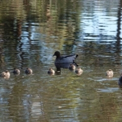 Chenonetta jubata (Australian Wood Duck) at Watson, ACT - 2 Feb 2024 by AniseStar