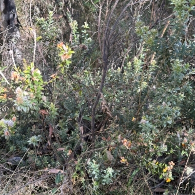 Oxylobium ellipticum (Common Shaggy Pea) at Brindabella, ACT - 2 Feb 2024 by lbradley