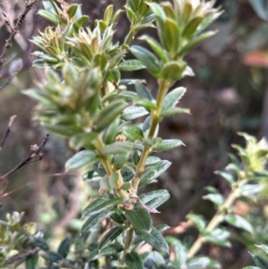 Oxylobium ellipticum at Brindabella, ACT - 2 Feb 2024