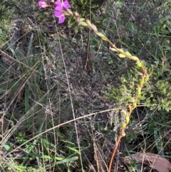 Stylidium armeria subsp. armeria (Trigger Plant) at Brindabella, ACT - 2 Feb 2024 by lbradley