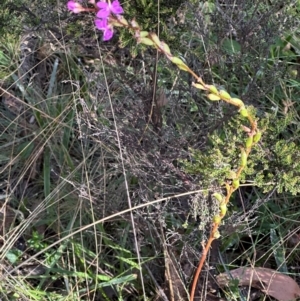 Stylidium armeria subsp. armeria at Namadgi National Park - 2 Feb 2024