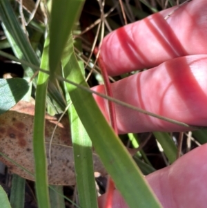 Stylidium armeria subsp. armeria at Brindabella, ACT - 2 Feb 2024