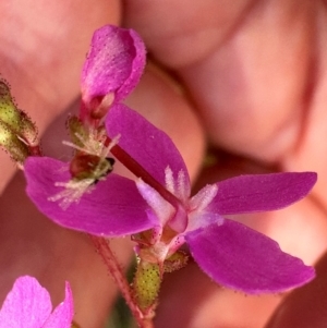 Stylidium armeria subsp. armeria at Brindabella, ACT - 2 Feb 2024 04:31 PM