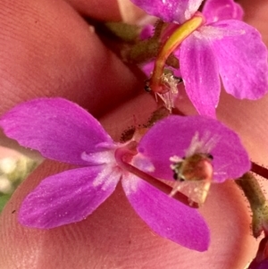 Stylidium armeria subsp. armeria at Namadgi National Park - 2 Feb 2024