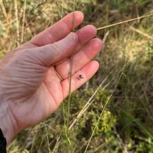 Arthropodium milleflorum at Brindabella, ACT - 2 Feb 2024 04:29 PM