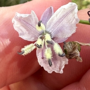 Arthropodium milleflorum at Brindabella, ACT - 2 Feb 2024 04:29 PM