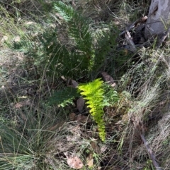 Polystichum proliferum (Mother Shield Fern) at Cotter River, ACT - 2 Feb 2024 by lbradley