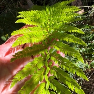 Polystichum proliferum at Cotter River, ACT - 2 Feb 2024 04:23 PM