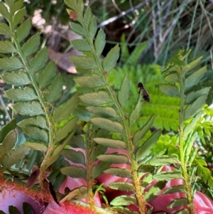 Polystichum proliferum at Cotter River, ACT - 2 Feb 2024 04:23 PM