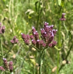 Verbena incompta (Purpletop) at Bendoura, NSW - 2 Feb 2024 by JaneR