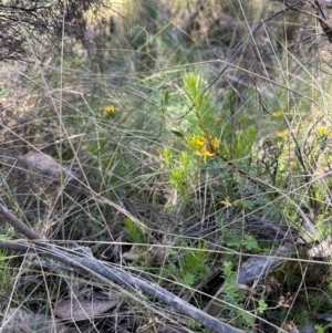 Persoonia chamaepeuce at Cotter River, ACT - 2 Feb 2024 04:18 PM