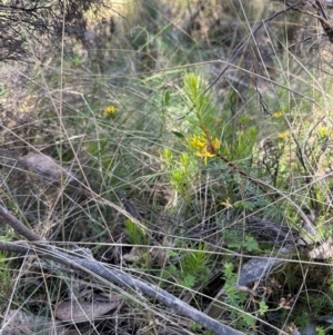 Persoonia chamaepeuce at Namadgi National Park - 2 Feb 2024