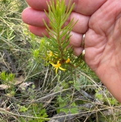 Persoonia chamaepeuce at Cotter River, ACT - 2 Feb 2024 04:18 PM