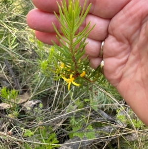 Persoonia chamaepeuce at Cotter River, ACT - 2 Feb 2024 04:18 PM