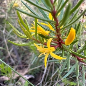 Persoonia chamaepeuce at Cotter River, ACT - 2 Feb 2024 04:18 PM